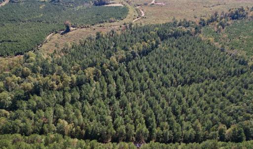 Photo #6 of Off Mat Nelson Road , Littleton, NC 25.0 acres