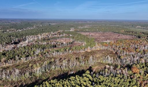 Photo #11 of SOLD property in Off Tuscarora Road, Hollister, NC 290.0 acres