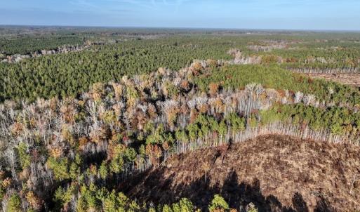 Photo #13 of SOLD property in Off Tuscarora Road, Hollister, NC 290.0 acres