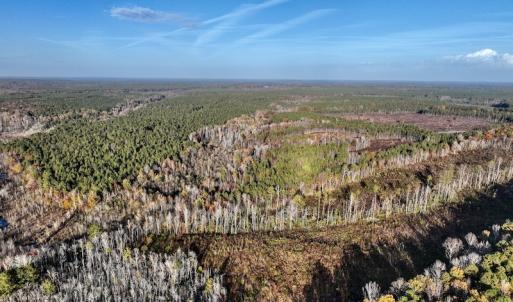 Photo #17 of SOLD property in Off Tuscarora Road, Hollister, NC 290.0 acres