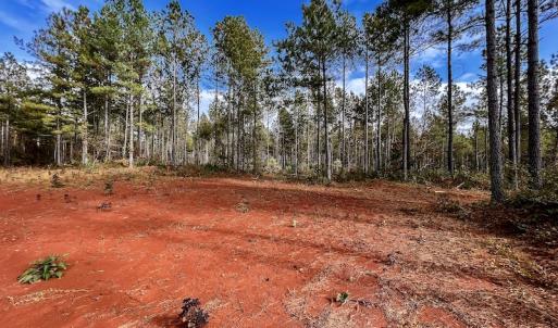 Photo #25 of SOLD property in Off Tuscarora Road, Hollister, NC 290.0 acres