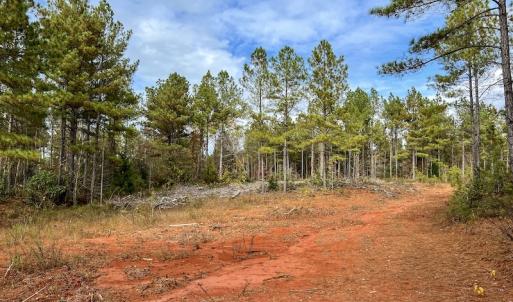 Photo #26 of SOLD property in Off Tuscarora Road, Hollister, NC 290.0 acres