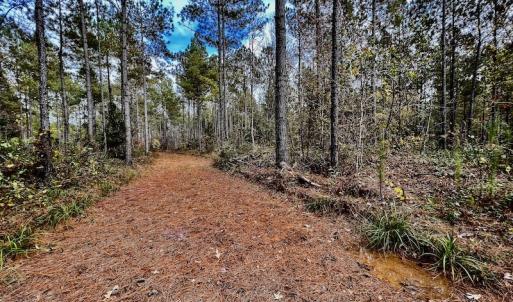 Photo #27 of SOLD property in Off Tuscarora Road, Hollister, NC 290.0 acres