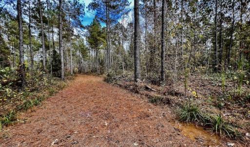 Photo #27 of SOLD property in Off Tuscarora Road, Hollister, NC 290.0 acres