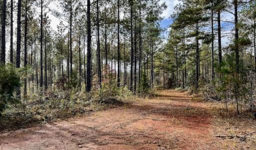 Photo #28 of SOLD property in Off Tuscarora Road, Hollister, NC 290.0 acres