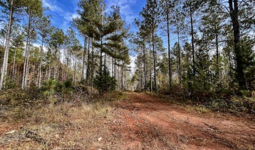 Photo #29 of SOLD property in Off Tuscarora Road, Hollister, NC 290.0 acres