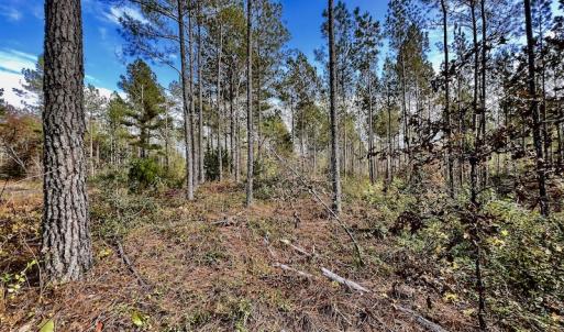 Photo #30 of SOLD property in Off Tuscarora Road, Hollister, NC 290.0 acres