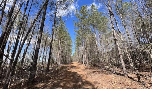 Photo #33 of SOLD property in Off Tuscarora Road, Hollister, NC 290.0 acres