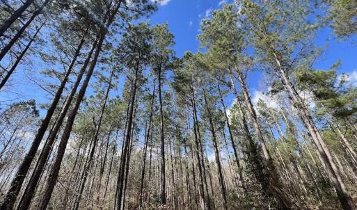 Photo #37 of SOLD property in Off Tuscarora Road, Hollister, NC 290.0 acres