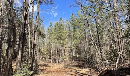 Photo #39 of SOLD property in Off Tuscarora Road, Hollister, NC 290.0 acres
