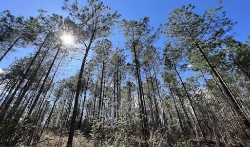 Photo #42 of SOLD property in Off Tuscarora Road, Hollister, NC 290.0 acres