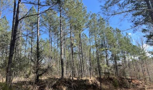 Photo #43 of SOLD property in Off Tuscarora Road, Hollister, NC 290.0 acres
