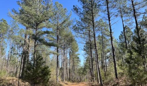 Photo #44 of SOLD property in Off Tuscarora Road, Hollister, NC 290.0 acres