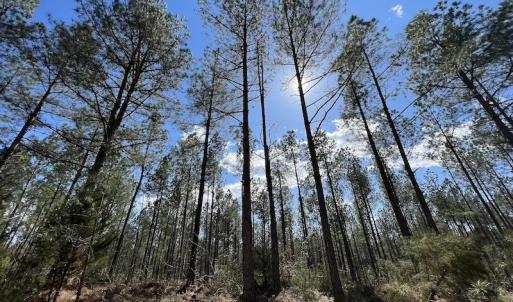 Photo #45 of SOLD property in Off Tuscarora Road, Hollister, NC 290.0 acres