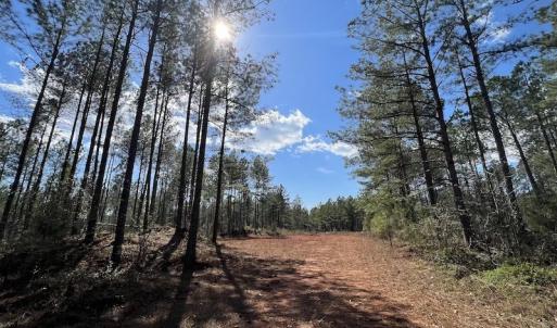 Photo #46 of SOLD property in Off Tuscarora Road, Hollister, NC 290.0 acres