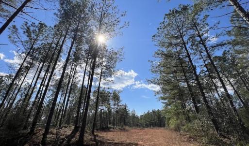 Photo #47 of SOLD property in Off Tuscarora Road, Hollister, NC 290.0 acres