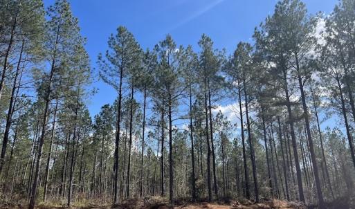 Photo #48 of SOLD property in Off Tuscarora Road, Hollister, NC 290.0 acres