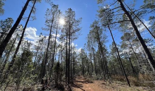 Photo #49 of SOLD property in Off Tuscarora Road, Hollister, NC 290.0 acres