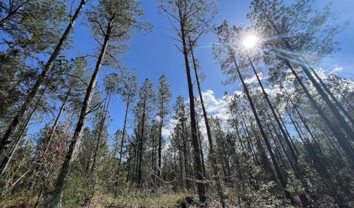 Photo #50 of SOLD property in Off Tuscarora Road, Hollister, NC 290.0 acres