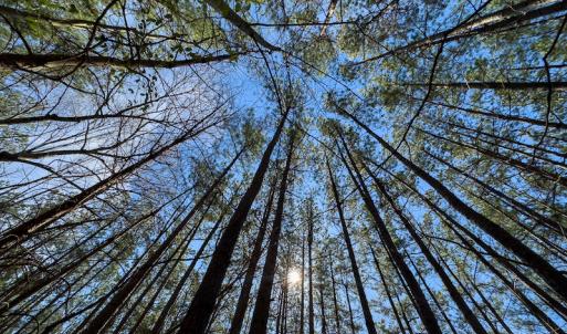 Photo #8 of Off Turner Road, Reidsville, NC 73.3 acres