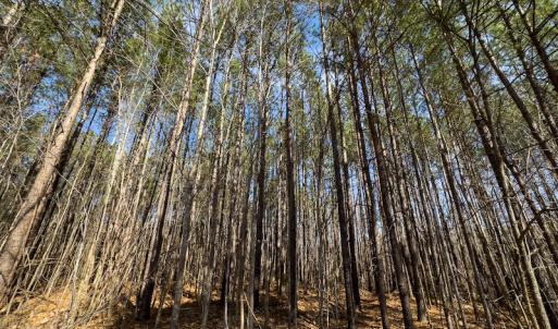 Photo #15 of SOLD property in Off Turner Road, Reidsville, NC 73.3 acres