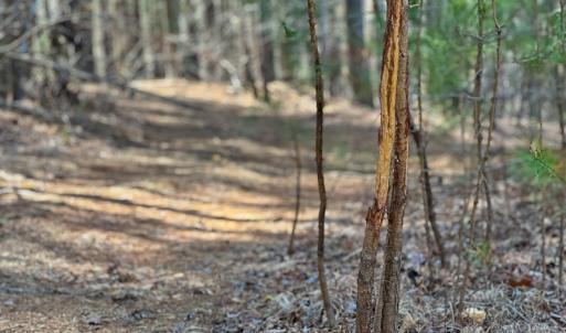 Photo #21 of Off Turner Road, Reidsville, NC 73.3 acres