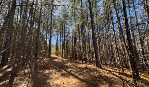 Photo #26 of SOLD property in Off Turner Road, Reidsville, NC 73.3 acres