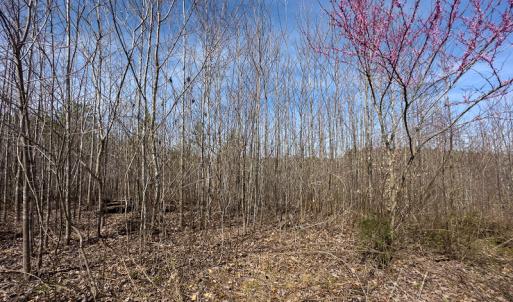 Photo #39 of Off Turner Road, Reidsville, NC 73.3 acres