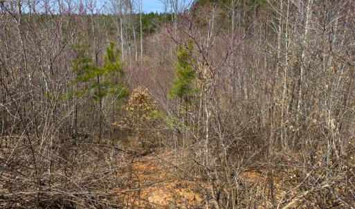Photo #76 of Off Turner Road, Reidsville, NC 73.3 acres