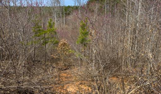 Photo #76 of SOLD property in Off Turner Road, Reidsville, NC 73.3 acres