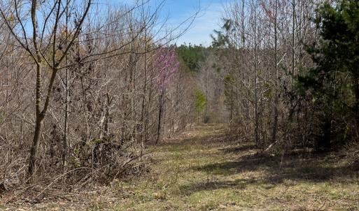 Photo #78 of Off Turner Road, Reidsville, NC 73.3 acres