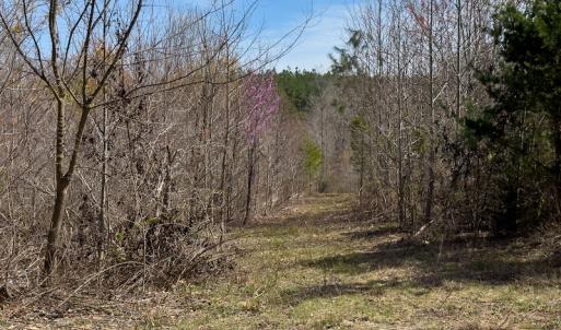 Photo #78 of SOLD property in Off Turner Road, Reidsville, NC 73.3 acres