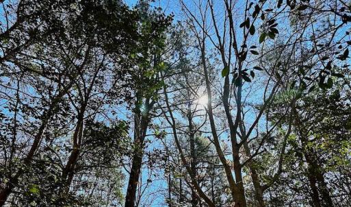 Photo #28 of 5541 Farmers Dr , Barhamsville, VA 168.0 acres