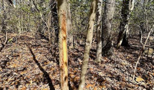 Photo #40 of 5541 Farmers Dr , Barhamsville, VA 168.0 acres
