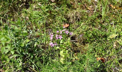 Photo #19 of SOLD property in 0ff Reservior View Dr, Pittsville, VA 5.0 acres