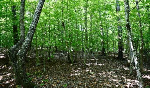 Photo #20 of SOLD property in 0ff Reservior View Dr, Pittsville, VA 5.0 acres