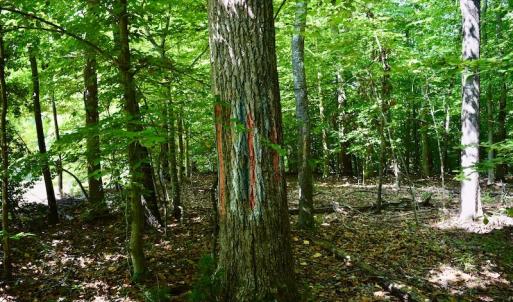 Photo #24 of SOLD property in 0ff Reservior View Dr, Pittsville, VA 5.0 acres