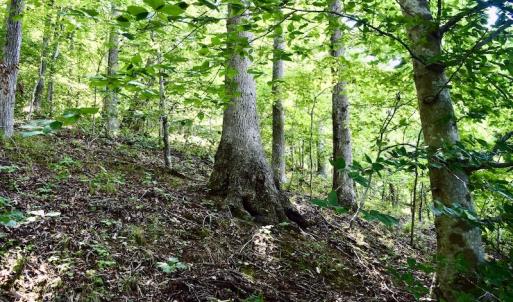 Photo #29 of SOLD property in 0ff Reservior View Dr, Pittsville, VA 5.0 acres