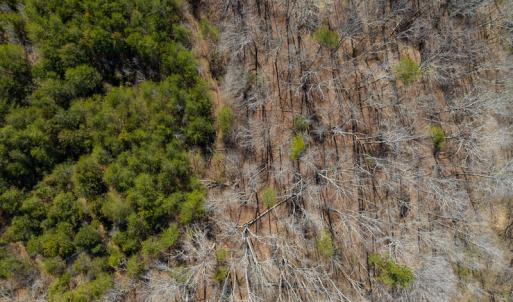 Photo #36 of SOLD property in Off of State Road 1580, Leasburg, NC 22.9 acres