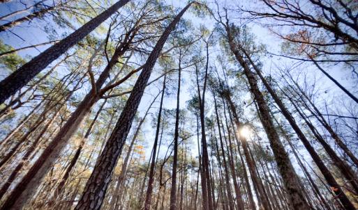 Photo #18 of SOLD property in Off Sunset Avenue, Rocky Mount, NC 50.4 acres