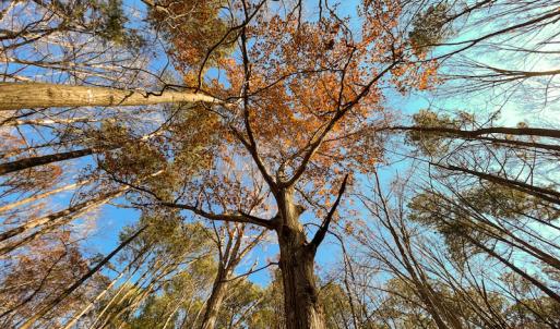 Photo #30 of SOLD property in Off Sunset Avenue, Rocky Mount, NC 50.4 acres