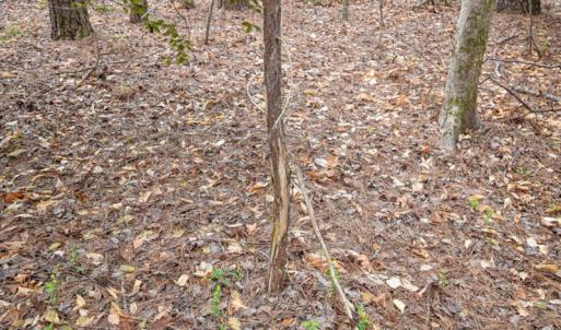 Photo #6 of SOLD property in Off Manning Bridge Rd, Suffolk, VA 7.7 acres