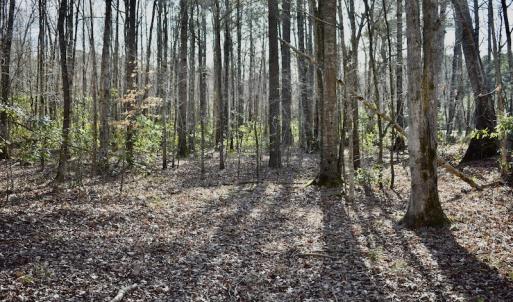 Photo #22 of 283 S. Fork creek Road, Columbia, NC 34.0 acres
