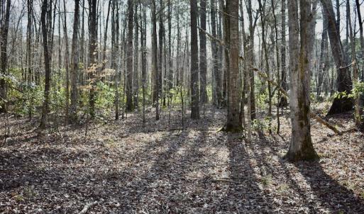 Photo #22 of 283 S. Fork creek Road, Columbia, NC 34.0 acres