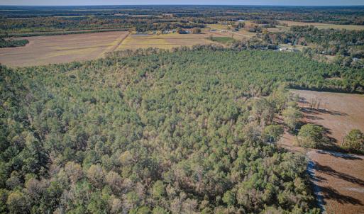 Photo #14 of SOLD property in Off White Lane , Trenton, NC 48.4 acres
