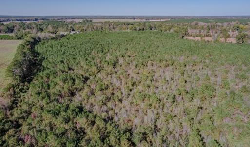 Photo #19 of SOLD property in Off White Lane , Trenton, NC 48.4 acres