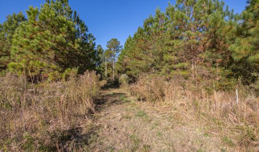 Photo #23 of SOLD property in Off White Lane , Trenton, NC 48.4 acres