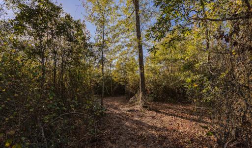 Photo #30 of SOLD property in Off White Lane , Trenton, NC 48.4 acres