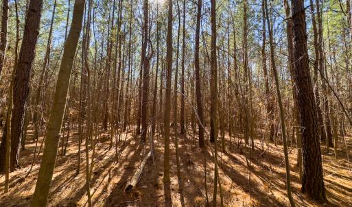 Photo #20 of SOLD property in Off Mace Road, Mebane, NC 19.1 acres