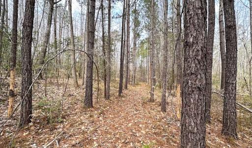 Photo #24 of SOLD property in 13504 Scotts Rd , Dewitt, VA 88.0 acres